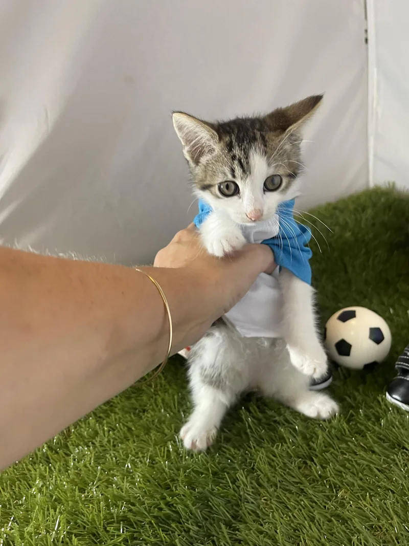 A baby medium-sized female Tabby cat named Sweeper for adoption in Flint Hill, VA