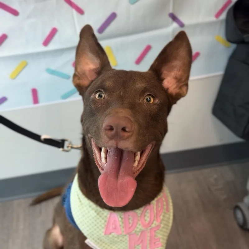 A young medium-sized male Brown / Chocolate Australian Kelpie dog named Milo Milkyway for adoption in Houston, TX