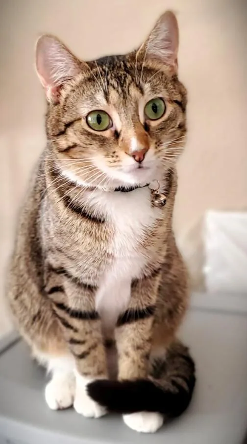 A young medium-sized female Domestic Short Hair cat named Squeaker for adoption in O'Fallon, MO