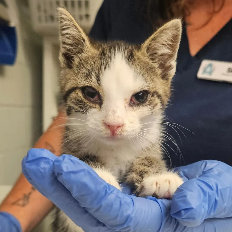 A baby small-sized female Brown / Chocolate Domestic Short Hair cat named Snuffles for adoption in Birdsboro, PA