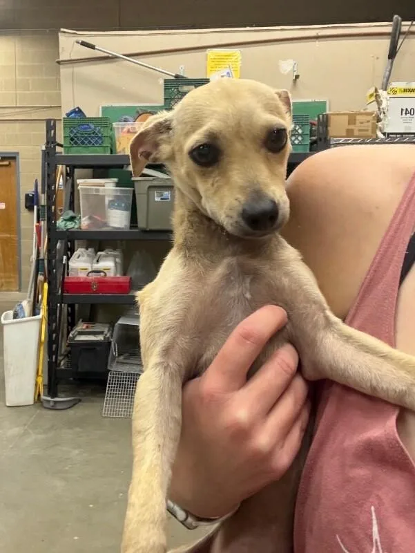 A baby small-sized male Chihuahua dog named Ziggy for adoption in Anthem, AZ