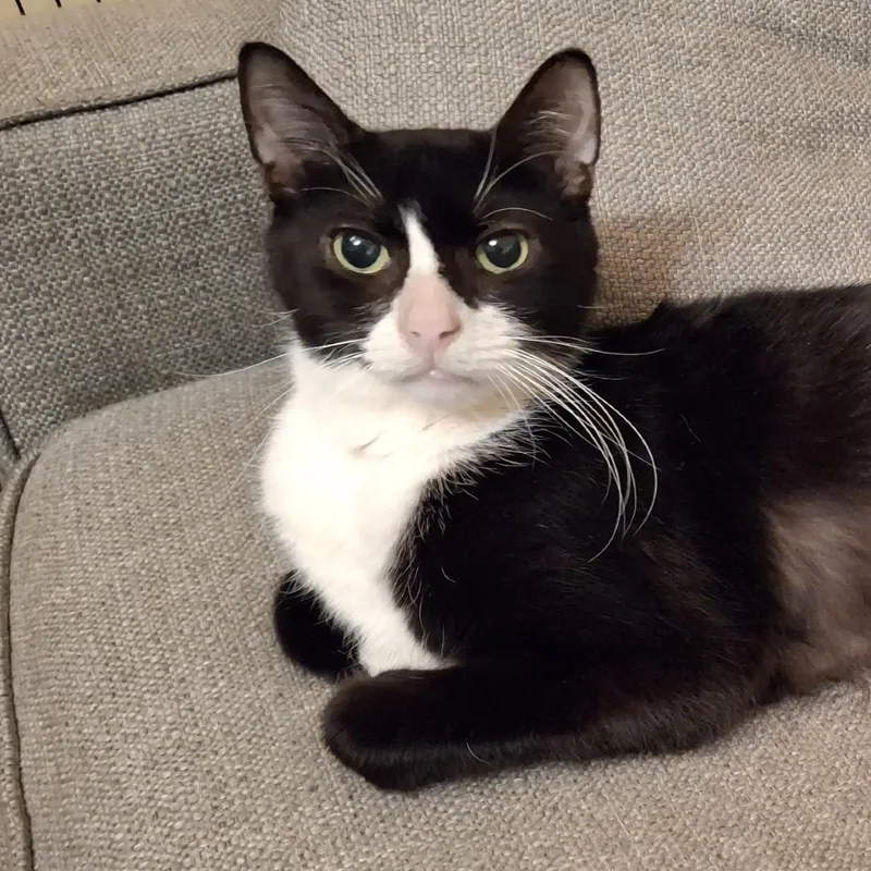 Midnight thumbnail 4