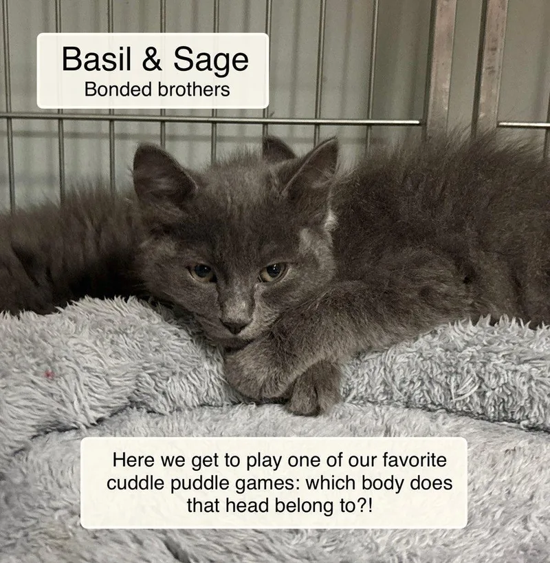 A baby small-sized male Domestic Long Hair cat named Basil and Sage for adoption in Ellicott City, MD