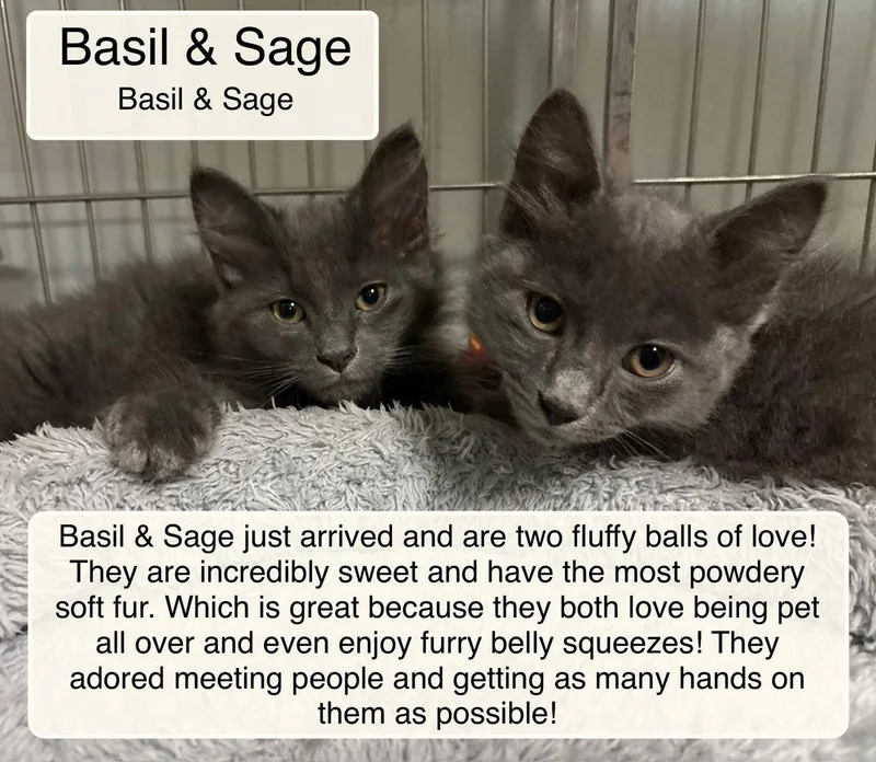 Basil and Sage thumbnail 2