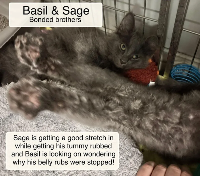 Basil and Sage thumbnail 3