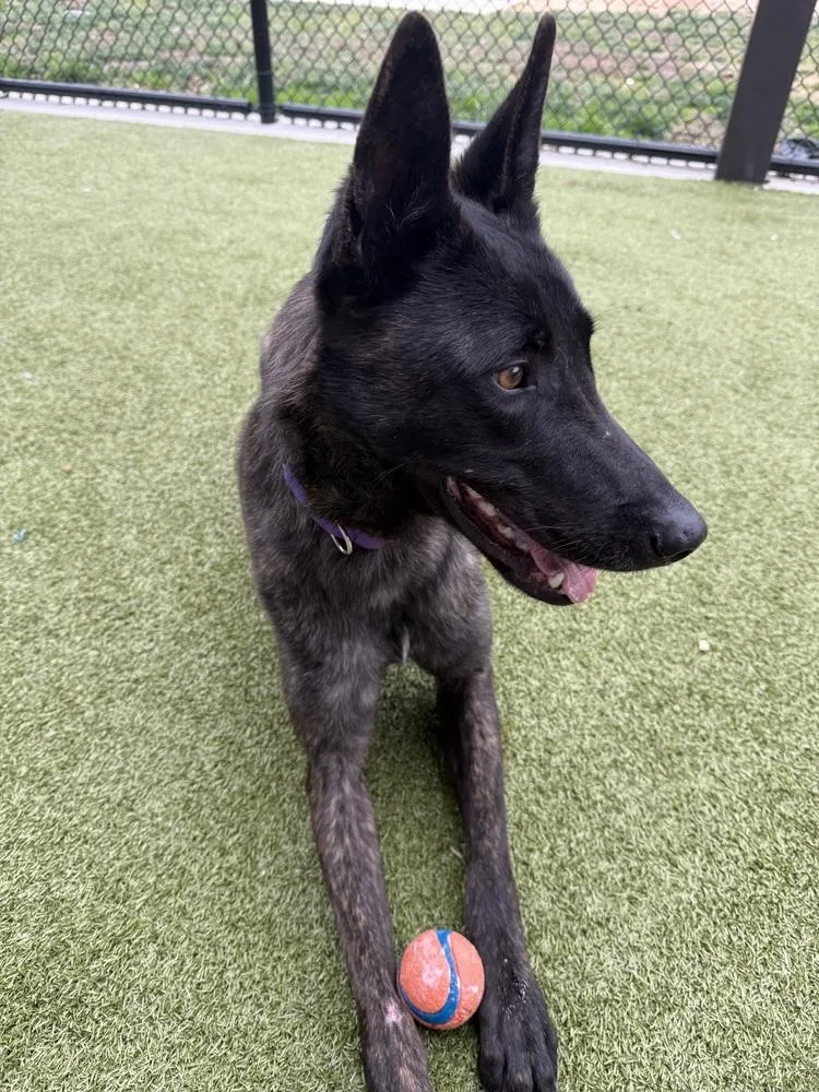 Jean Pierre  Located thumbnail 2