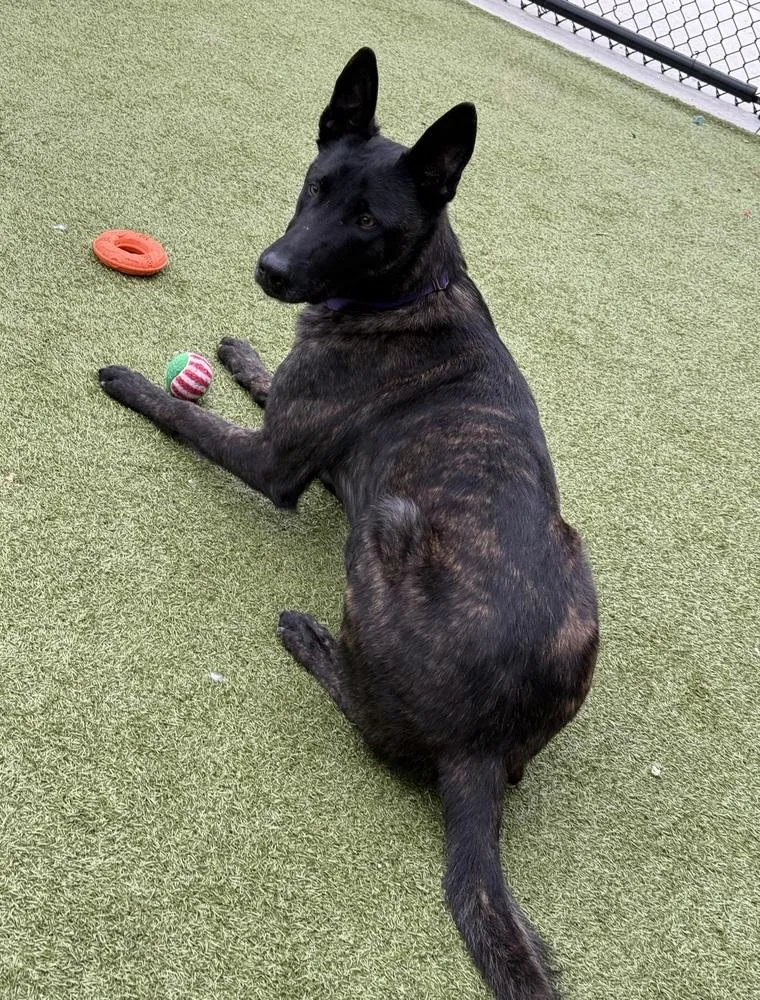 Jean Pierre  Located thumbnail 4