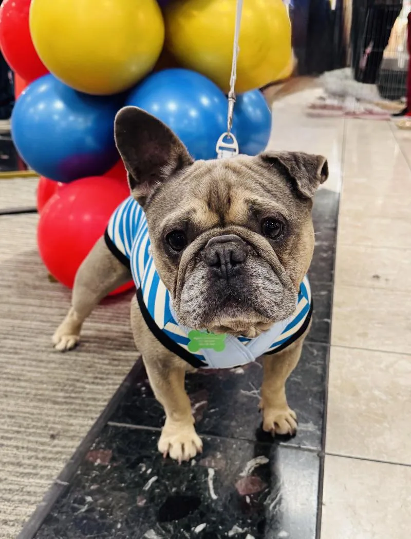 An adult small-sized male Yellow / Tan / Blond / Fawn French Bulldog dog named Kirby for adoption in Valley Village, CA