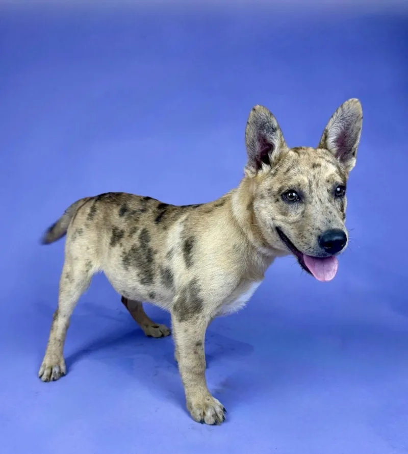 A baby medium-sized female Yellow / Tan / Blond / Fawn Catahoula Leopard Dog dog named Banksy for adoption in Alvin, TX