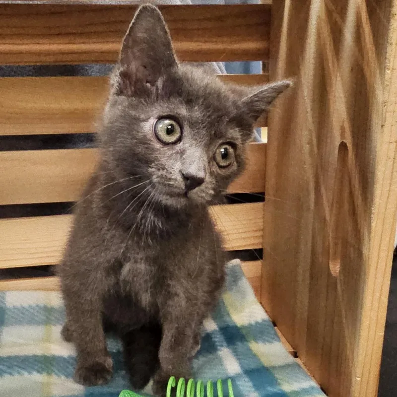 A baby small-sized female Gray / Blue / Silver Domestic Short Hair cat named Kolby for adoption in Lynchburg, VA