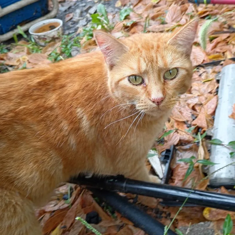 An adult small-sized female Orange / Red Domestic Short Hair cat named Callie from the AlleyC for adoption in East Saint Louis, IL