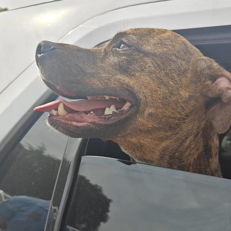 An adult medium-sized male Brindle Mixed Breed dog named Boyo for adoption in Philadelphia, PA