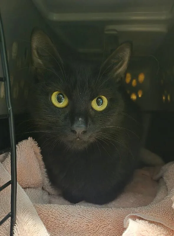 An adult medium-sized female Black Domestic Short Hair cat named Enola for adoption in Fort Collins, CO