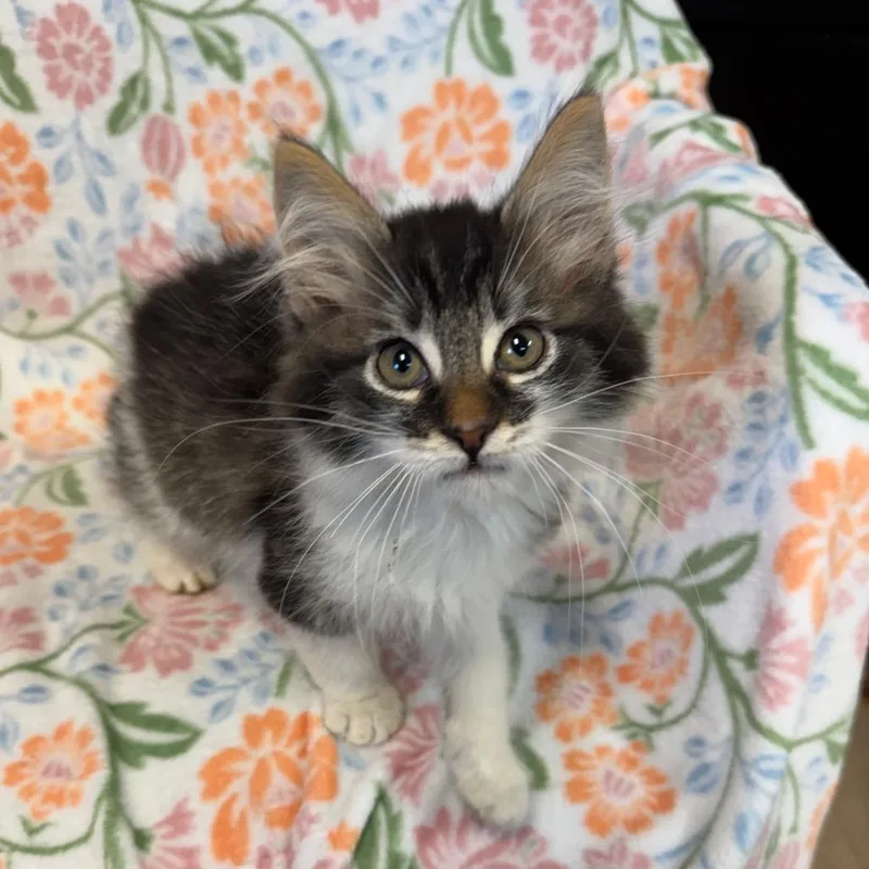 A baby small-sized male Black Domestic Long Hair cat named Sparrow for adoption in Kittanning, PA