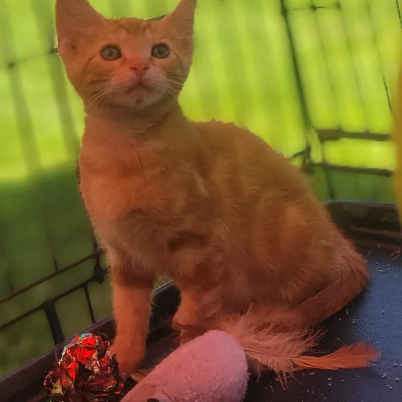 A baby small-sized female Orange / Red American Shorthair cat named Bumpity for adoption in Rochester, MN