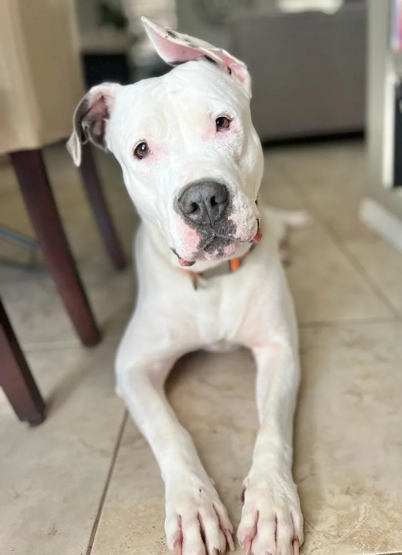 An adult large-sized female Pit Bull Terrier dog named Noelle for adoption in Sandia Park, NM