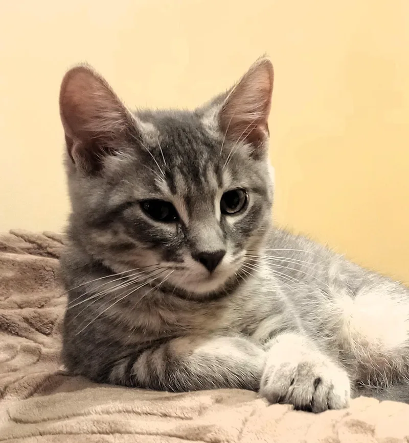 A baby medium-sized male Domestic Short Hair cat named Scotty and Pepper for adoption in Wayland, MA