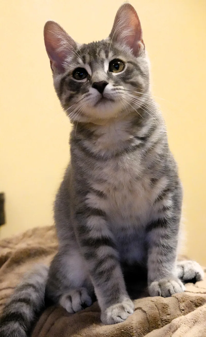 Scotty and Pepper thumbnail 2