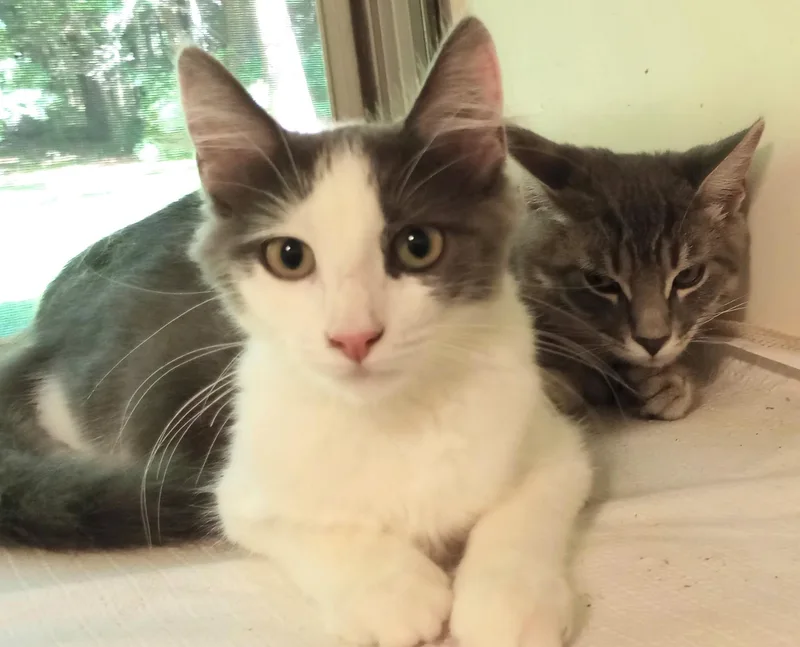 Scotty and Pepper thumbnail 4