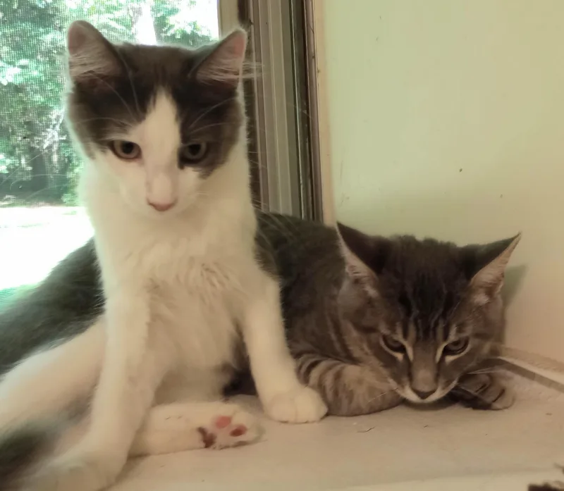 Scotty and Pepper thumbnail 6