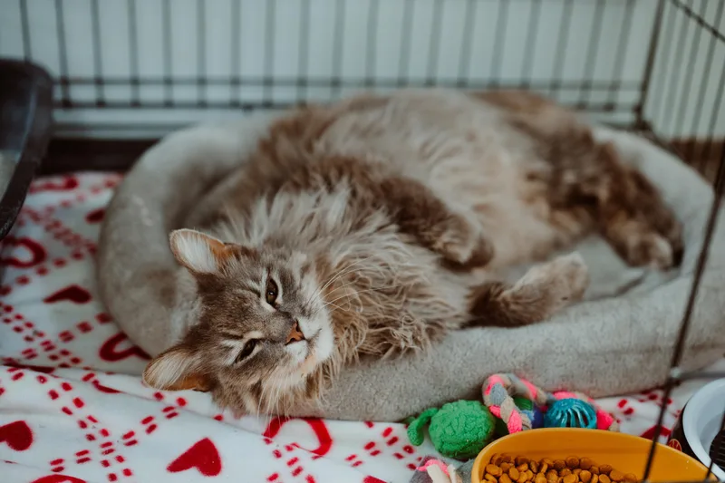 An adult medium-sized male Gray / Blue / Silver Domestic Long Hair cat named Lefty for adoption in Le Mars, IA