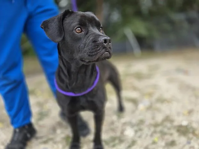 An adult medium-sized female Labrador Retriever dog named Tilly for adoption in Ocala, FL