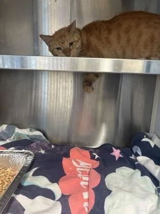 An adult large-sized male Domestic Short Hair cat named Goose for adoption in Atlanta, GA