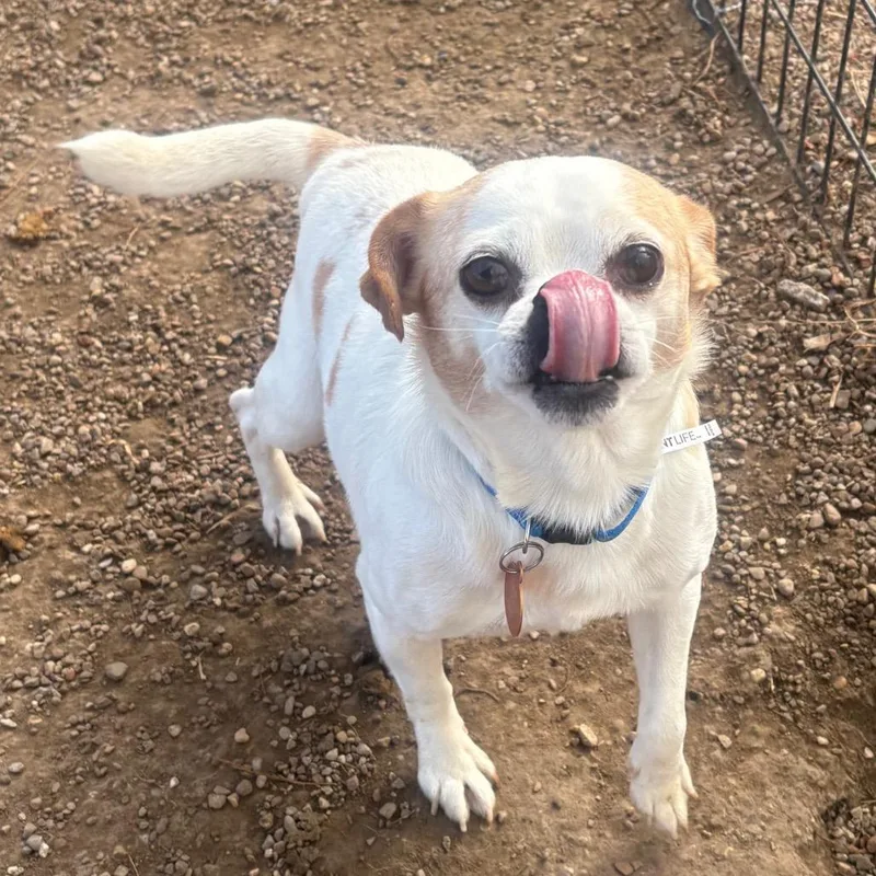 An adult small-sized male White / Cream Pug dog named Rufus for adoption in Normal, IL