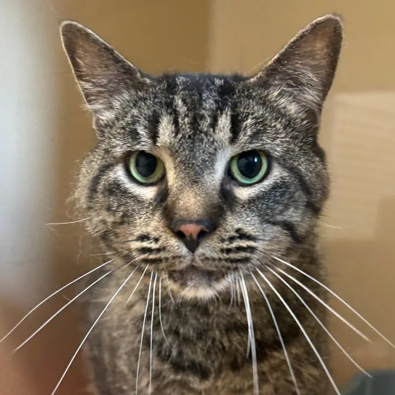 A senior large-sized male Tabby (Gray / Blue / Silver) Domestic Short Hair cat named Tsunami for adoption in Evanston, IL
