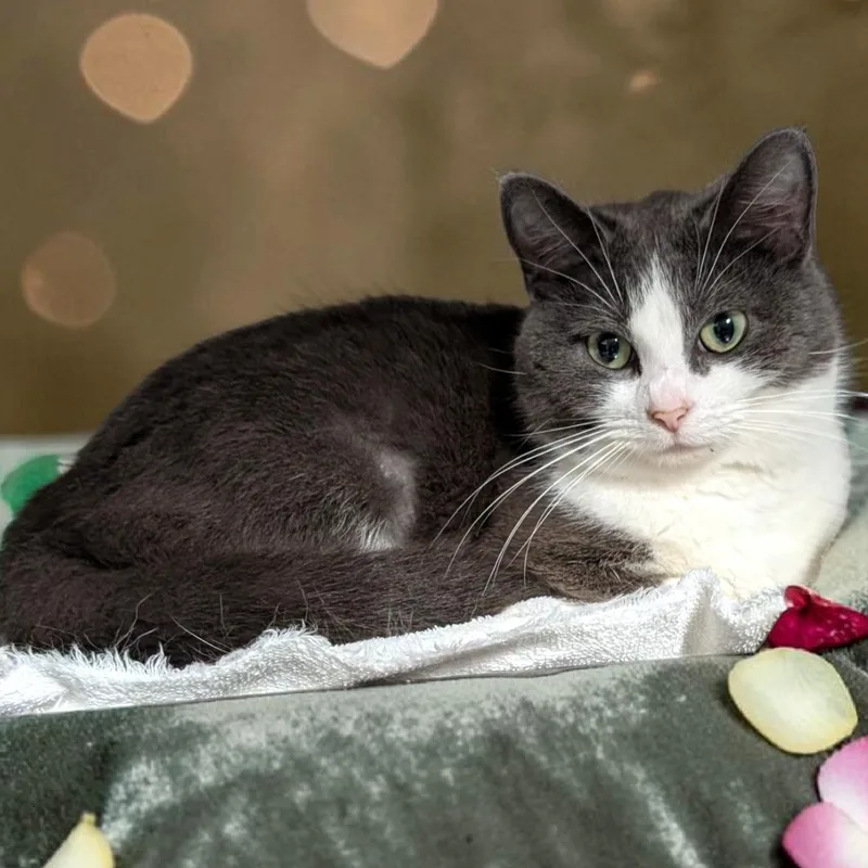 A young medium-sized female Domestic Short Hair cat named Kathy for adoption in Wilmington, OH