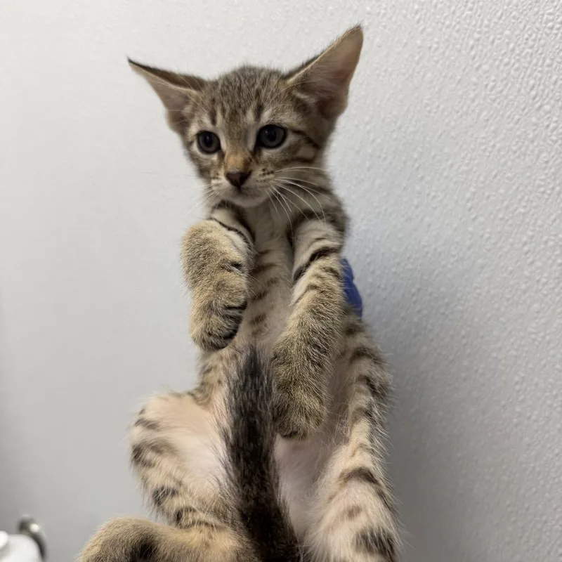 A baby small-sized male Brown / Chocolate Domestic Short Hair cat named Georgia for adoption in Redwood City, CA
