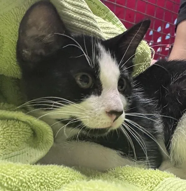 A baby small-sized female Domestic Short Hair cat named Lipstick Tree for adoption in Escondido, CA