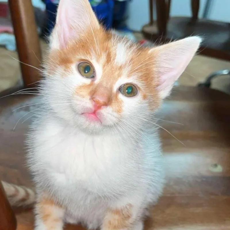 A baby small-sized male Orange / Red Domestic Short Hair cat named Pockets for adoption in Midland, TX