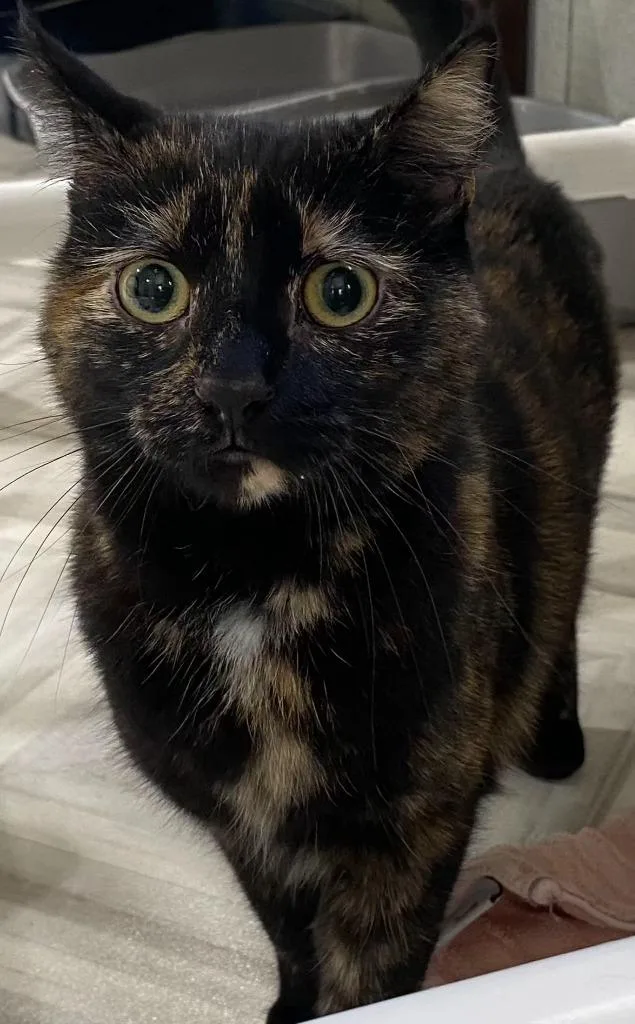 A baby small-sized female Domestic Short Hair cat named Annie for adoption in Murphysboro, IL