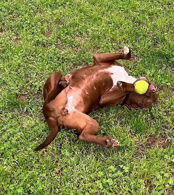 Betty Boop thumbnail 2