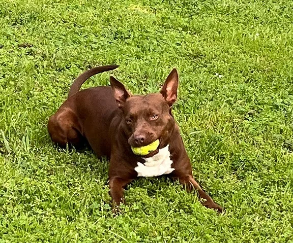 Betty Boop thumbnail 3