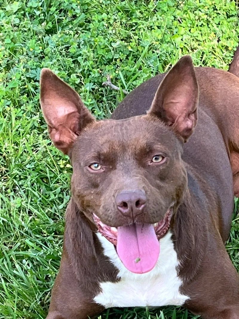 Betty Boop thumbnail 4