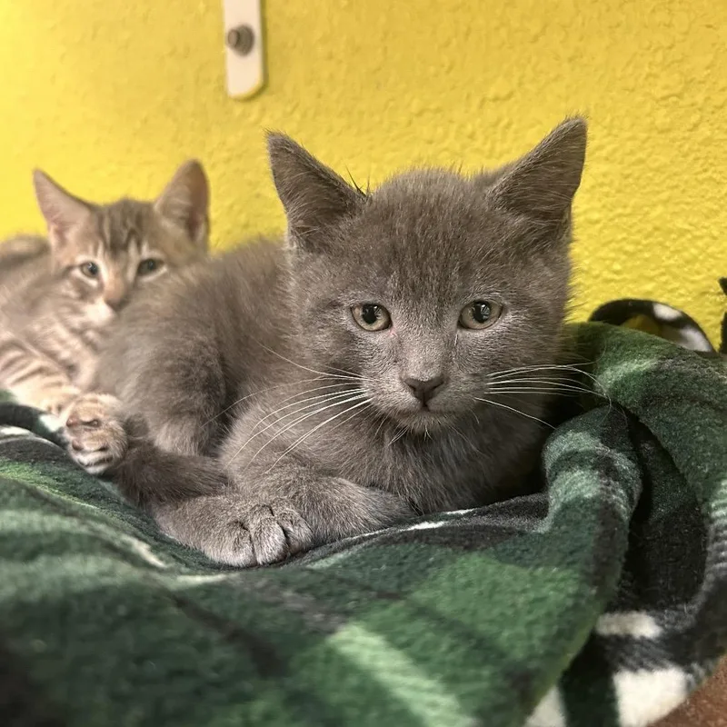 A baby small-sized male Gray / Blue / Silver Domestic Short Hair cat named Raptor for adoption in Fresno, CA