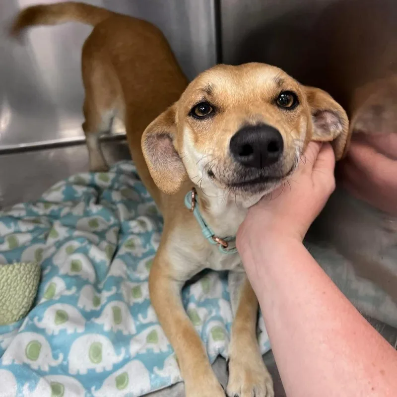 An adult medium-sized male Brown / Chocolate Mixed Breed dog named Bravo for adoption in Fredericksburg, VA