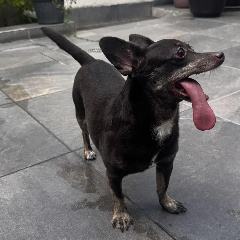 A senior small-sized female Brown / Chocolate Chihuahua dog named Chocolate for adoption in Manvel, TX
