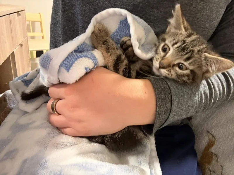 A baby small-sized female Domestic Short Hair cat named Chacha for adoption in Grand Rapids, MI