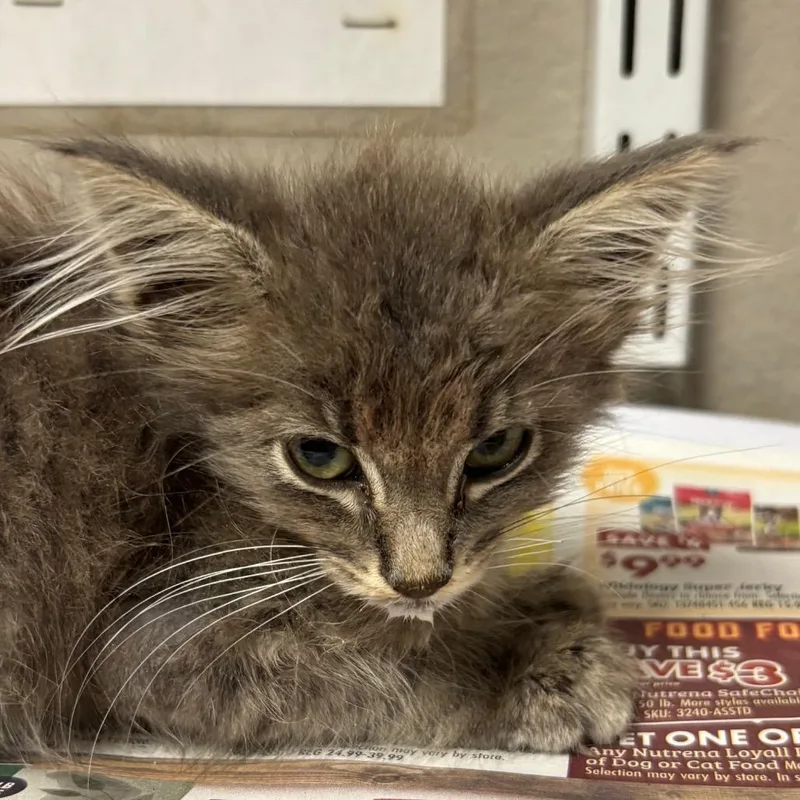 A baby small-sized female Gray / Blue / Silver Domestic Short Hair cat named Russia for adoption in Yuma, AZ