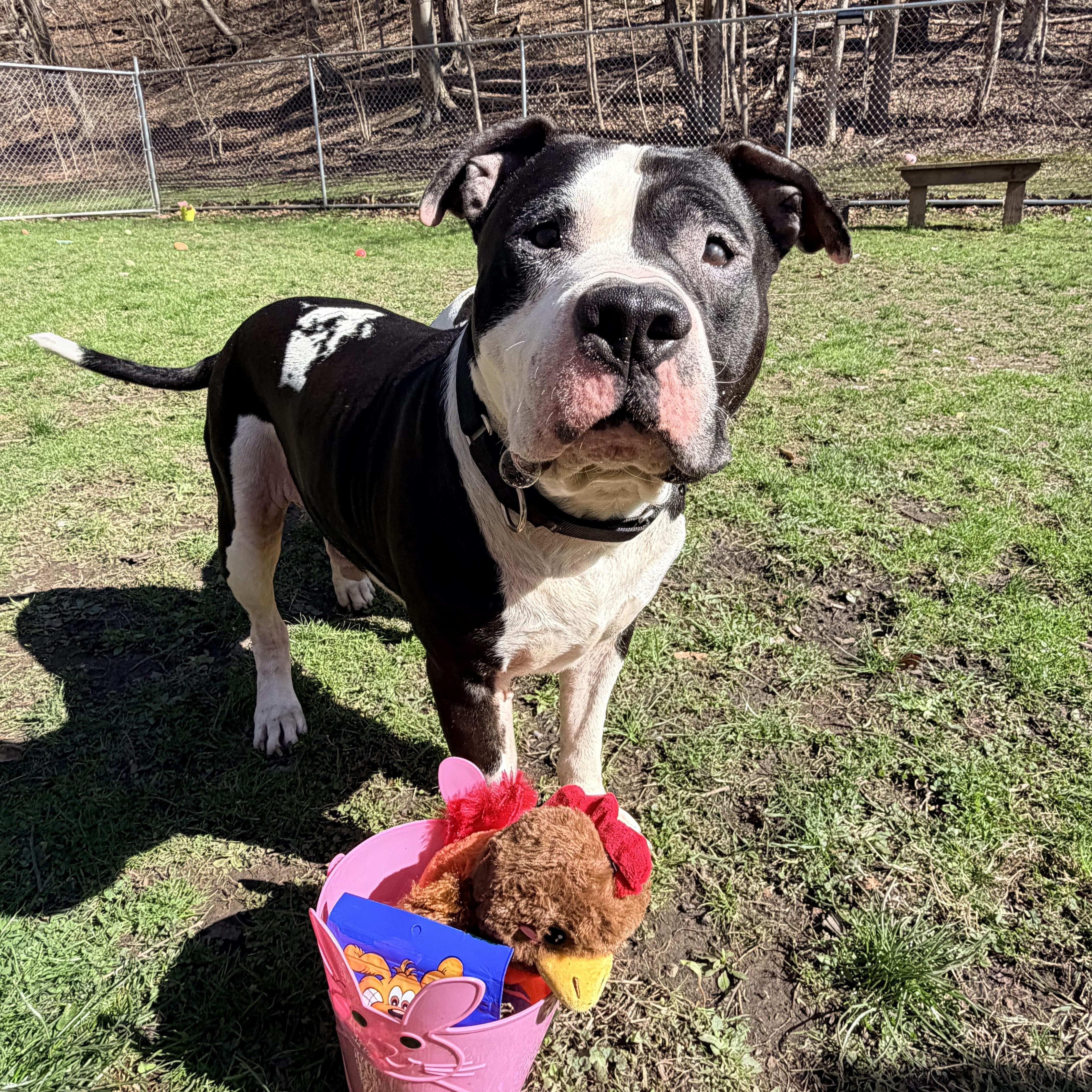 An adult large-sized male Black American Bully dog named Crowley for adoption in White Oak, PA