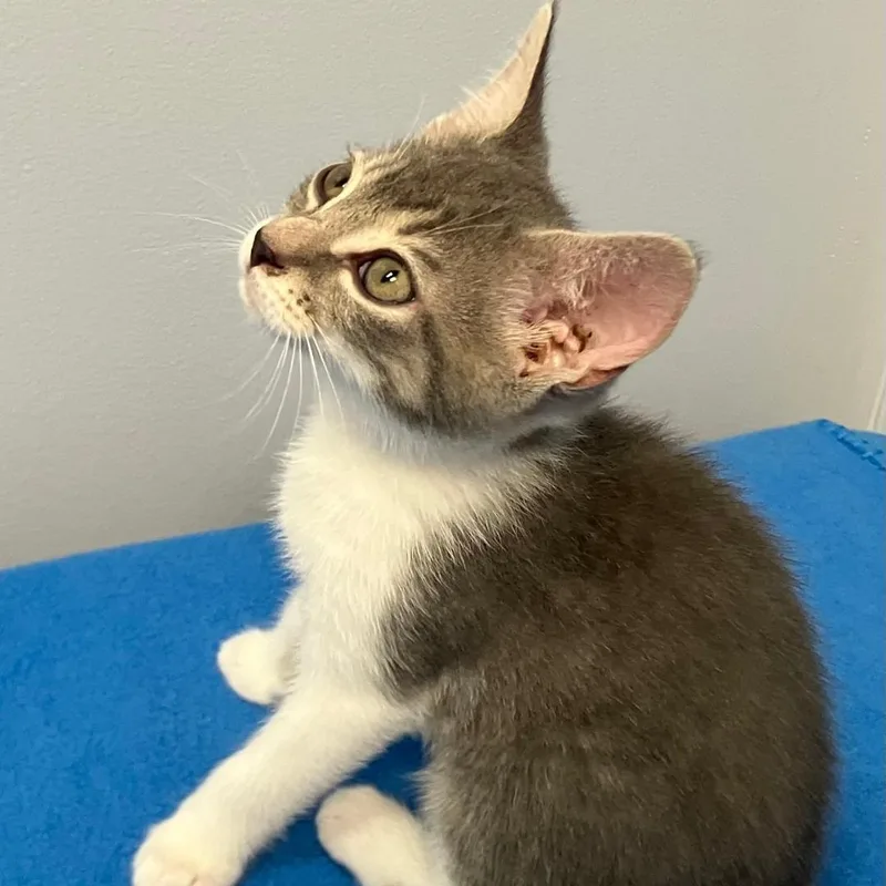 A baby medium-sized female Tabby (Brown / Chocolate) Domestic Short Hair cat named Pickle for adoption in Gastonia, NC