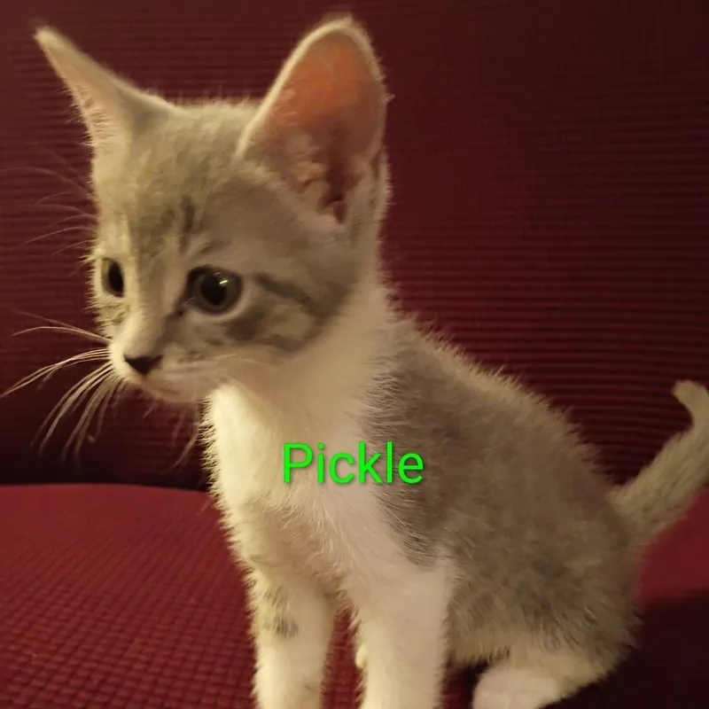Pickle thumbnail 4