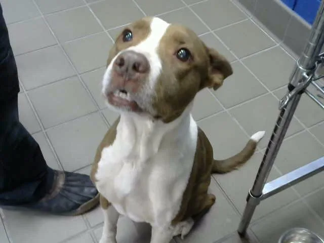An adult medium-sized male Pit Bull Terrier dog named Papa for adoption in Albuquerque, NM