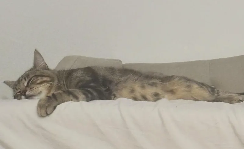 An adult medium-sized male Tabby (Brown / Chocolate) Domestic Short Hair cat named Darling for adoption in Staten Island, NY