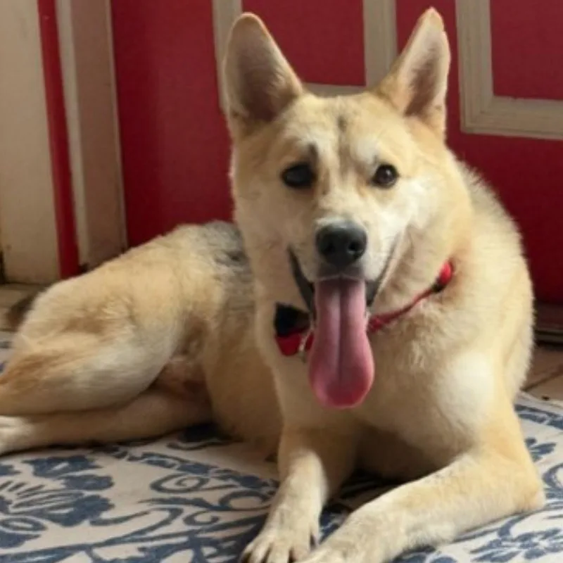 An adult medium-sized male White / Cream Husky dog named Duke for adoption in Houston, TX