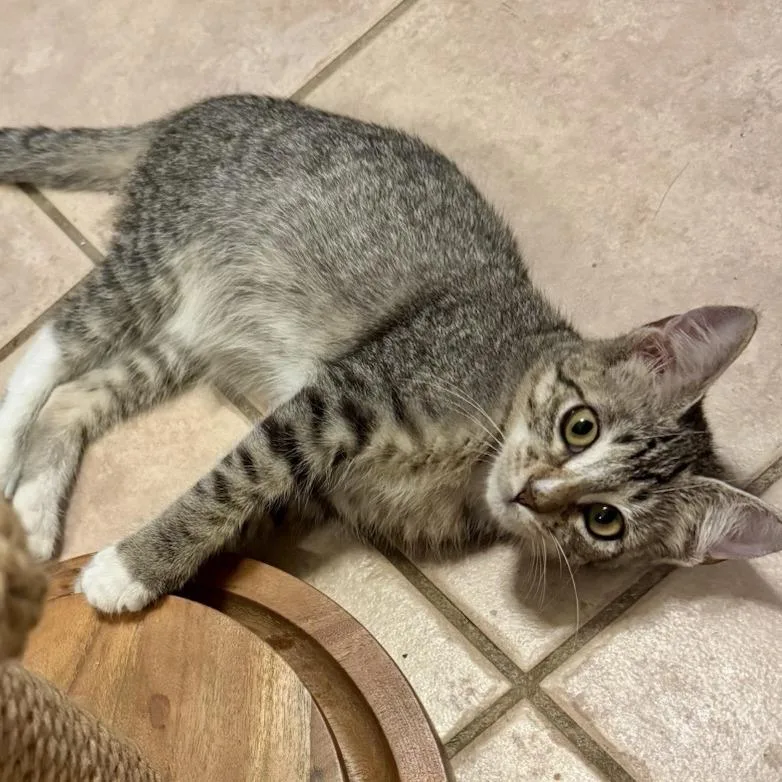 A baby small-sized female Gray / Blue / Silver American Shorthair cat named Scooter for adoption in Freeport, FL