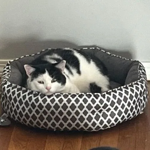 A young large-sized male Domestic Short Hair cat named Bugs for adoption in FITCHBURG, MA